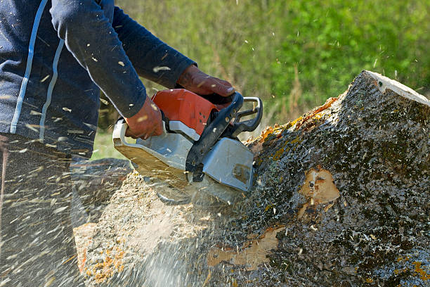 Best Tree Clearing Services  in Felida, WA